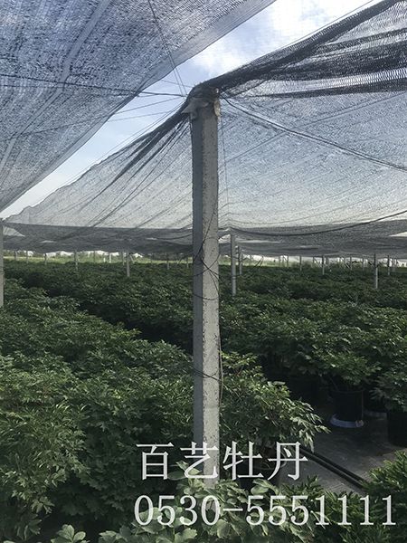 盆栽牡丹基地