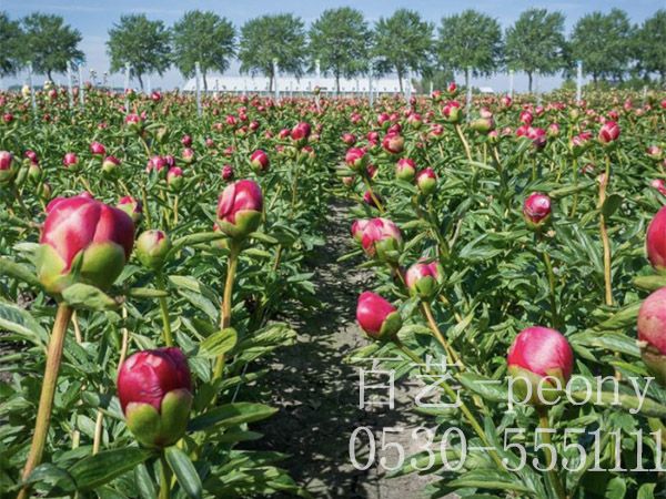 百藝公司切花基地